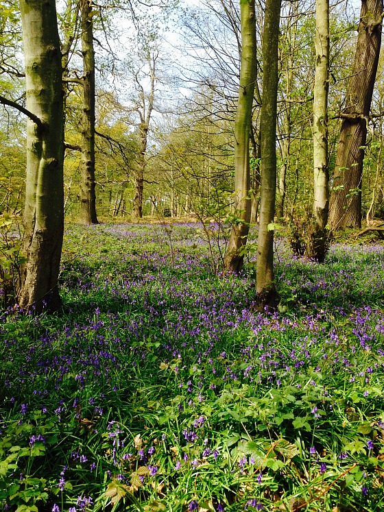 modflowers: clumber park bluebell wood
