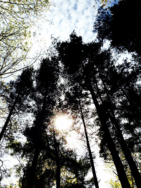 modflowers: Clumber Park