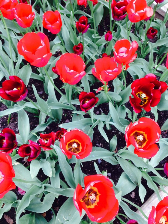 modflowers: clumber park tulips